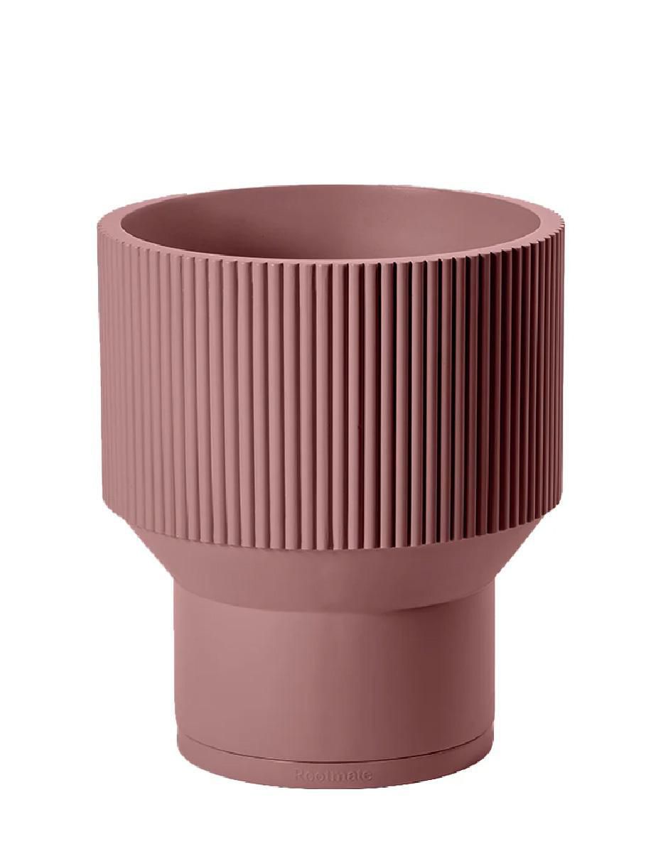 Rosa 6