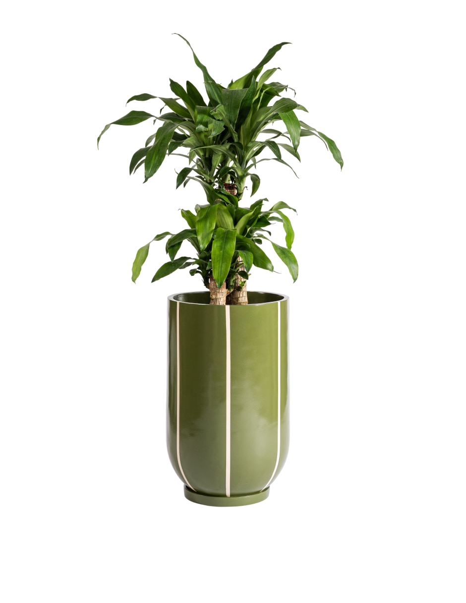 Verde 5